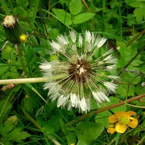 Taraxacum sect. Taraxacum Плод