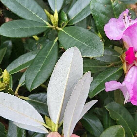 Rhododendron argyrophyllum 葉