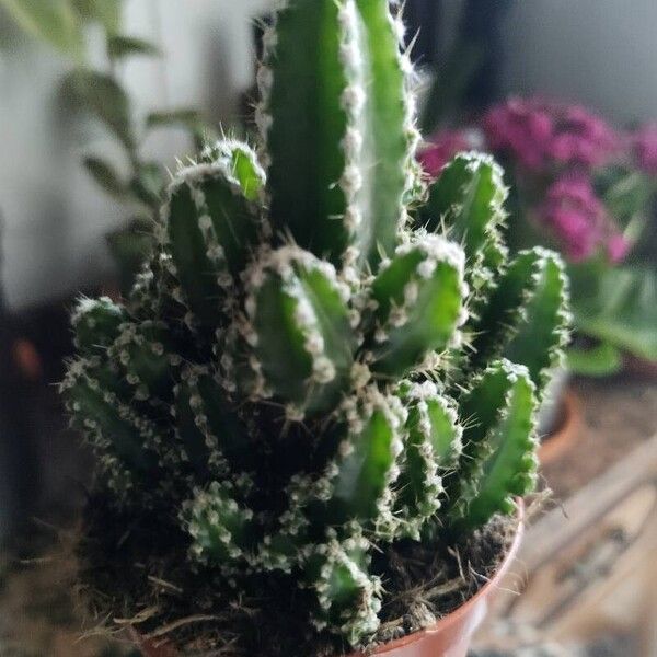 Acanthocereus tetragonus Leaf