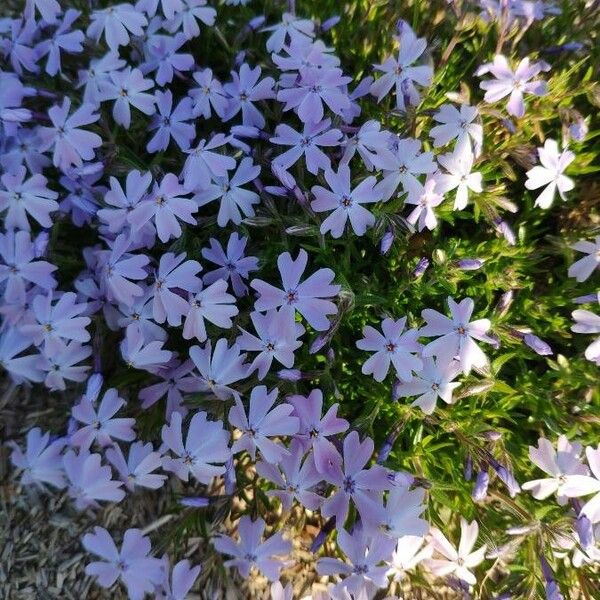 Phlox subulata Цветок