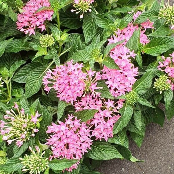 Pentas lanceolata Floare