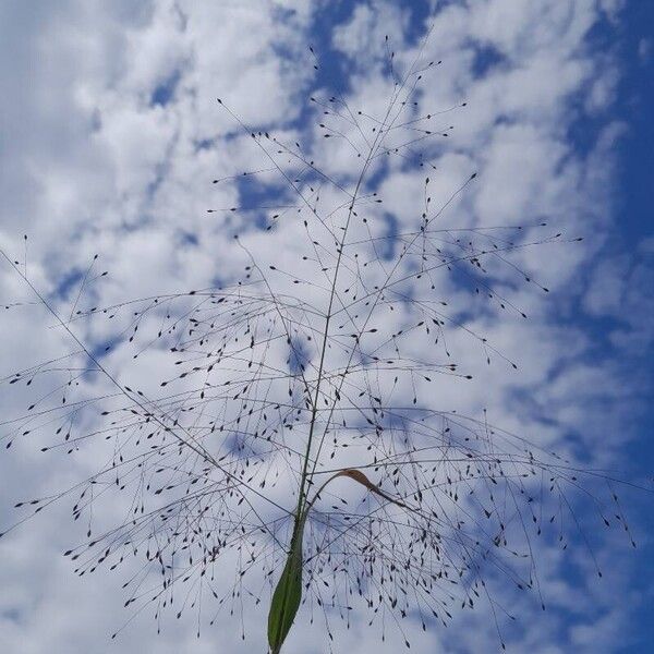 Panicum capillare Gyümölcs