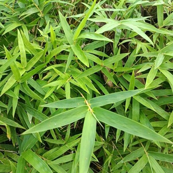 Bambusa multiplex Liść