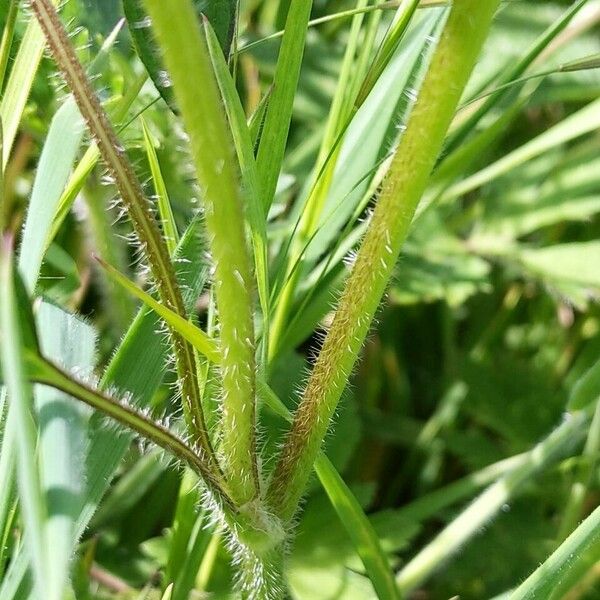 Ranunculus repens Rusca