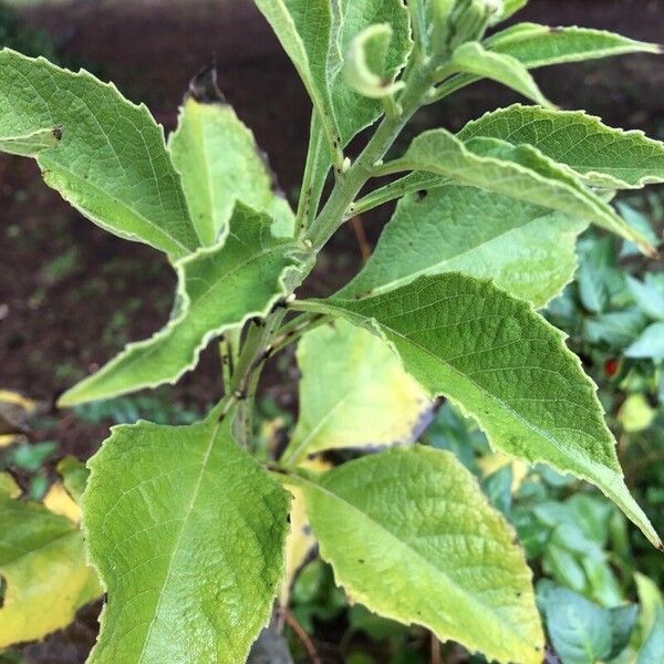 Verbesina virginica Leaf