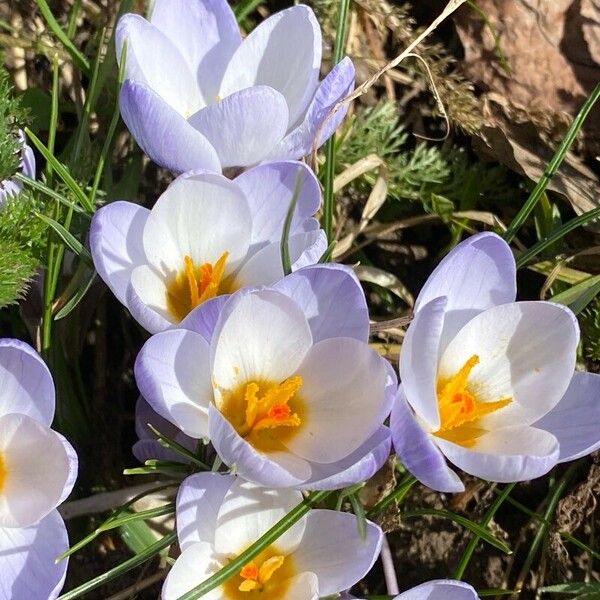 Crocus biflorus Цвят