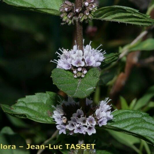 Mentha × gracilis Flower