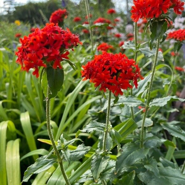 Lychnis chalcedonica Žiedas