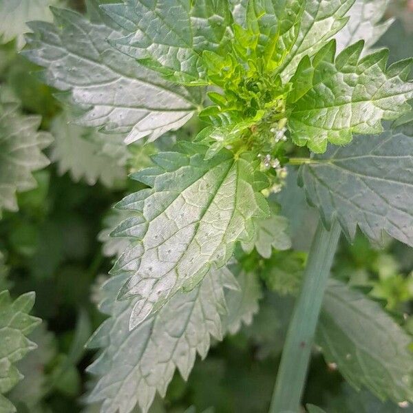 Urtica urens Листок