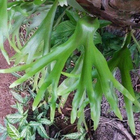Platycerium alcicorne Leaf