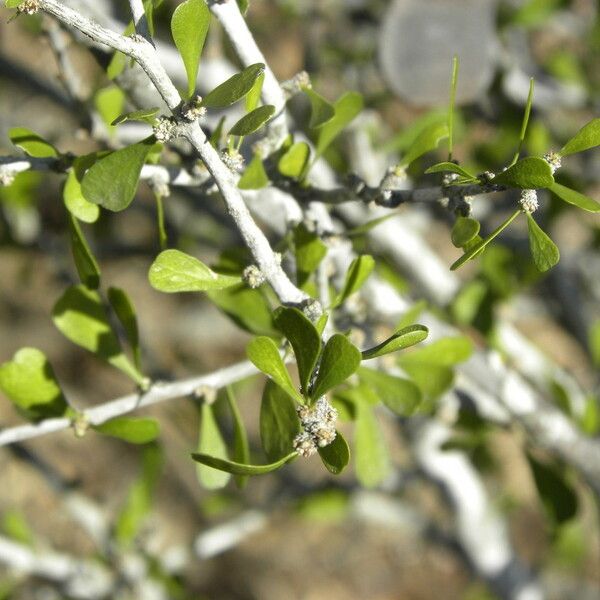 Schaefferia cuneifolia Tervik taim