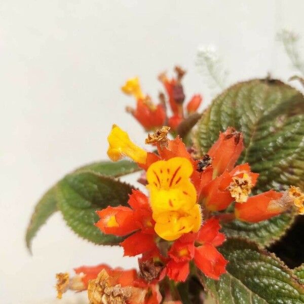 Chrysothemis pulchella Flor