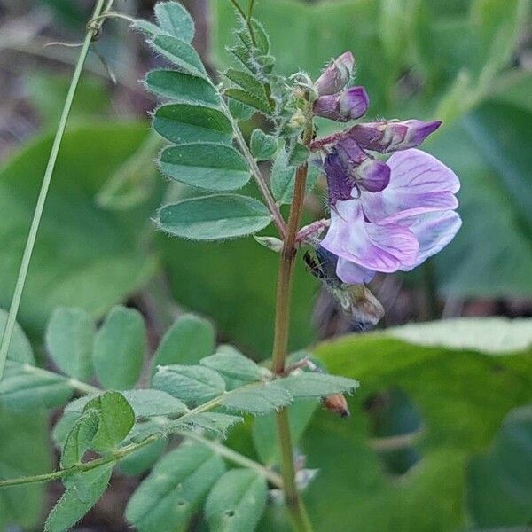 Vicia sepium Lorea