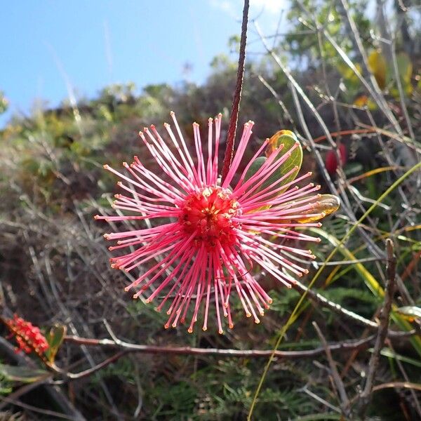 Grevillea nepwiensis Цветок