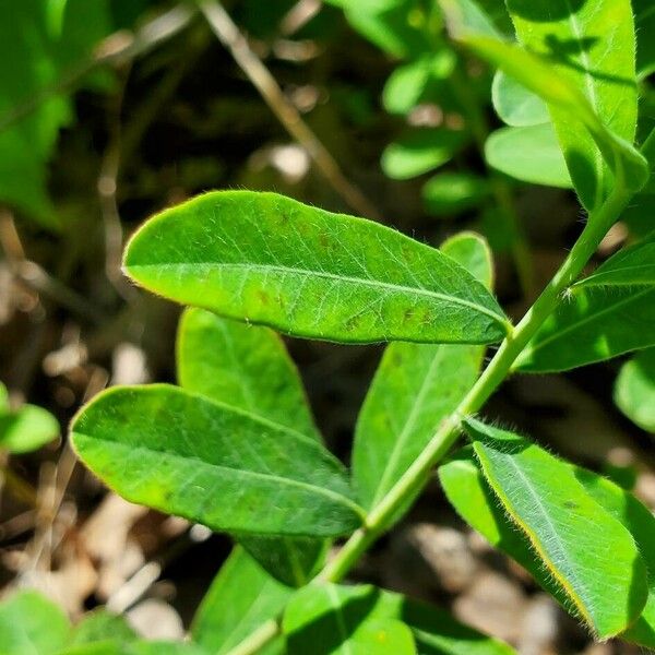 Euphorbia corollata Deilen