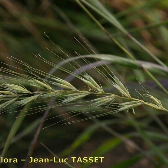 Elymus hystrix Floro