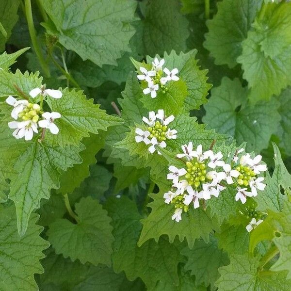 Alliaria petiolata Kwiat