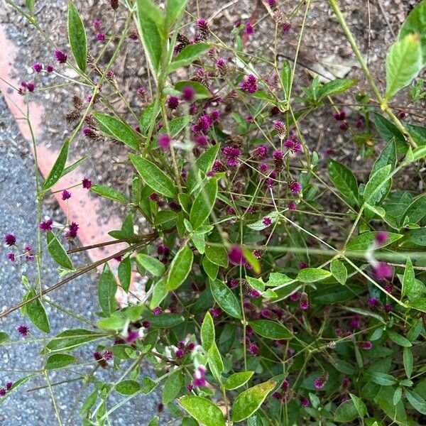 Gomphrena serrata ശീലം