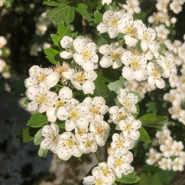 Crataegus azarolus 花