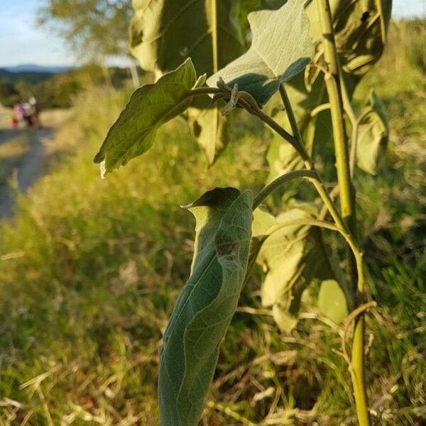 Solanum erianthum (Tobacco-tree)