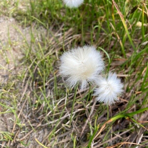 Eriophorum scheuchzeri Цветок