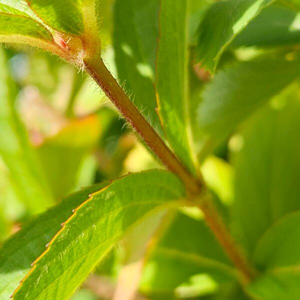 Weigela hortensis Cortiza