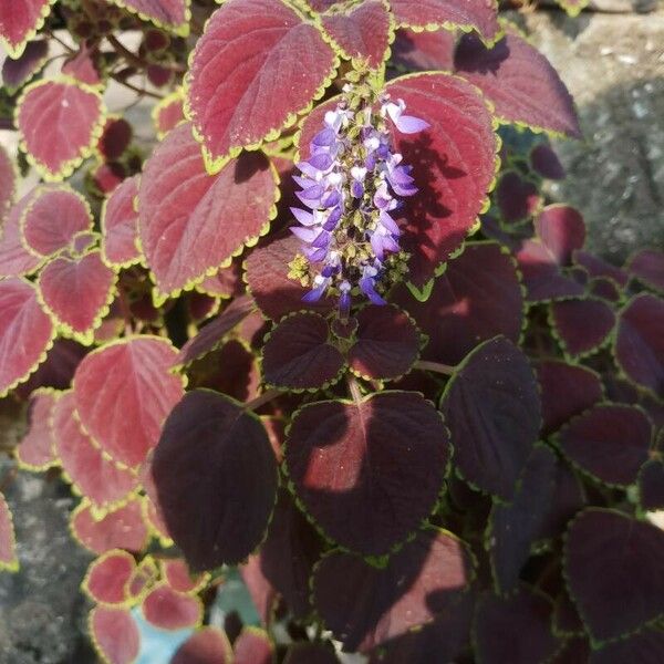 Plectranthus scutellarioides Folio