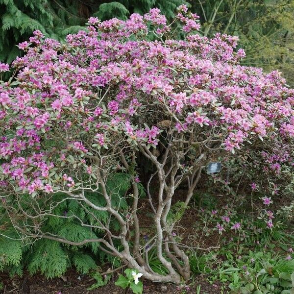Rhododendron cuneatum