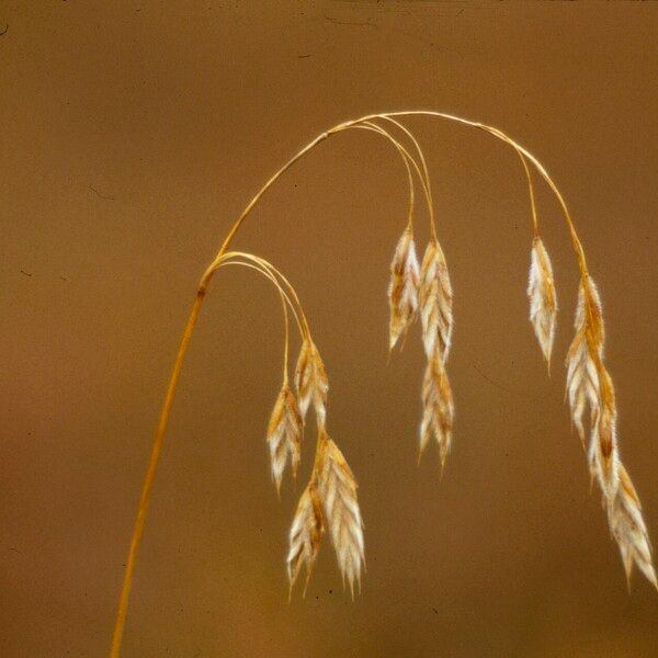 Bromus ciliatus Blüte