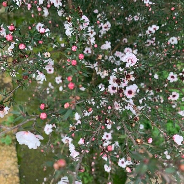 Leptospermum scoparium Květ