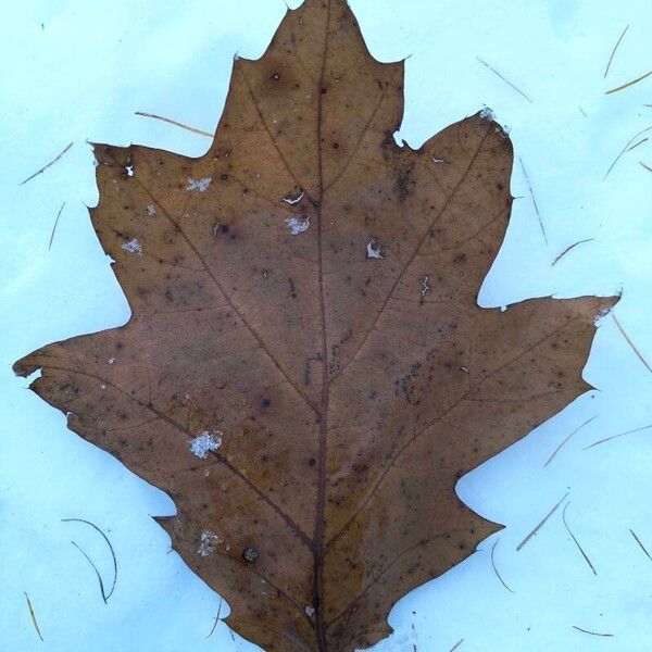 Quercus rubra Leaf