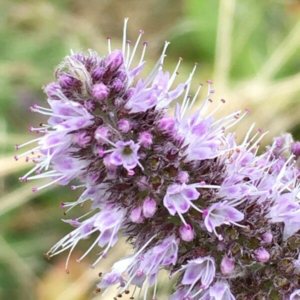 Mentha longifolia Flower