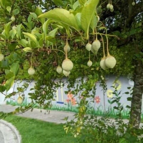 Styrax japonicus Plod