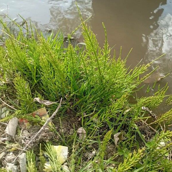 Equisetum palustre Fulla