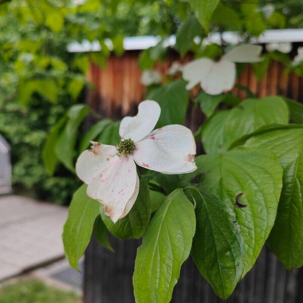 Cornus florida Cvet