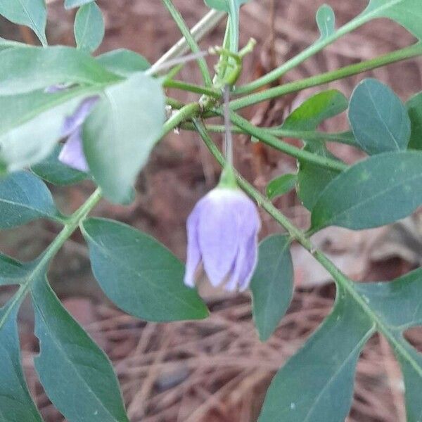Solanum seaforthianum Çiçek