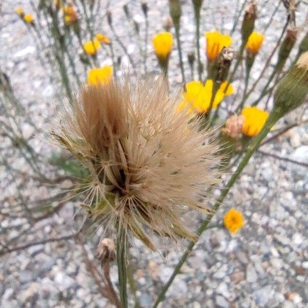 Scorzoneroides autumnalis Frugt