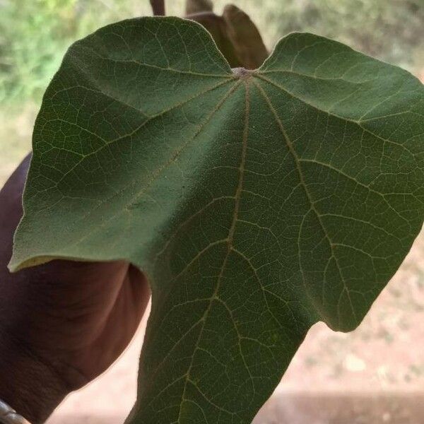 Thespesia garckeana Leaf
