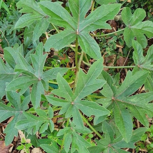 Adenia volkensii Leaf