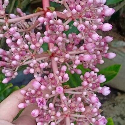 Medinilla magnifica Flor