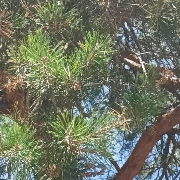 Pinus pinea Leaf