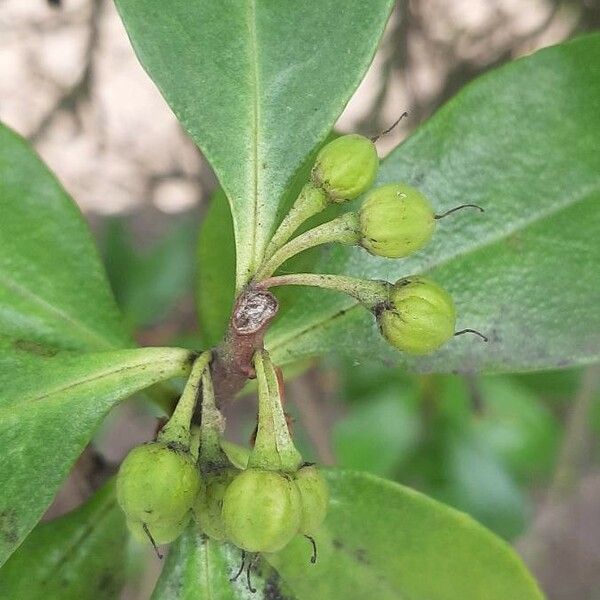 Myoporum laetum Fruitua