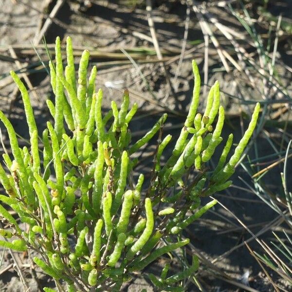 Salicornia europaea Ліст