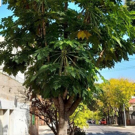 Carica papaya Habit