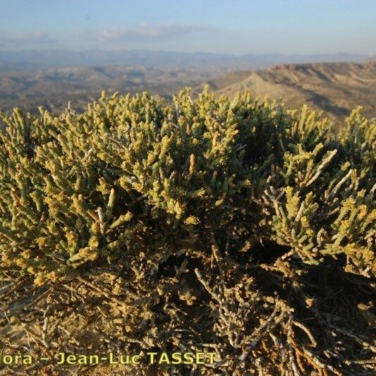 Anabasis articulata Habit