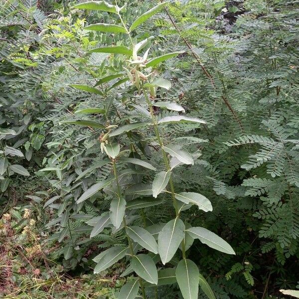 Asclepias syriaca Alkat (teljes növény)