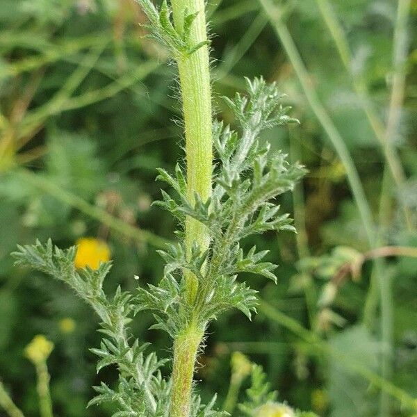 Anacyclus radiatus Foglia