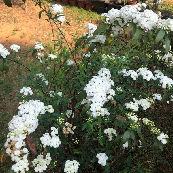 Spiraea cantoniensis പുഷ്പം