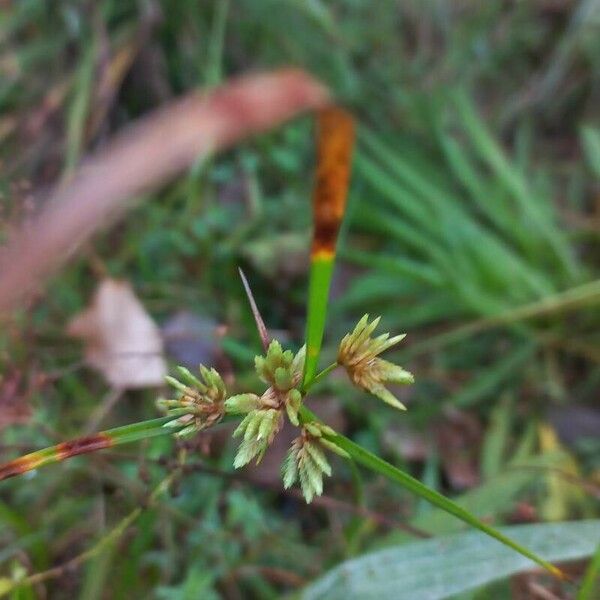 Cyperus eragrostis Leaf