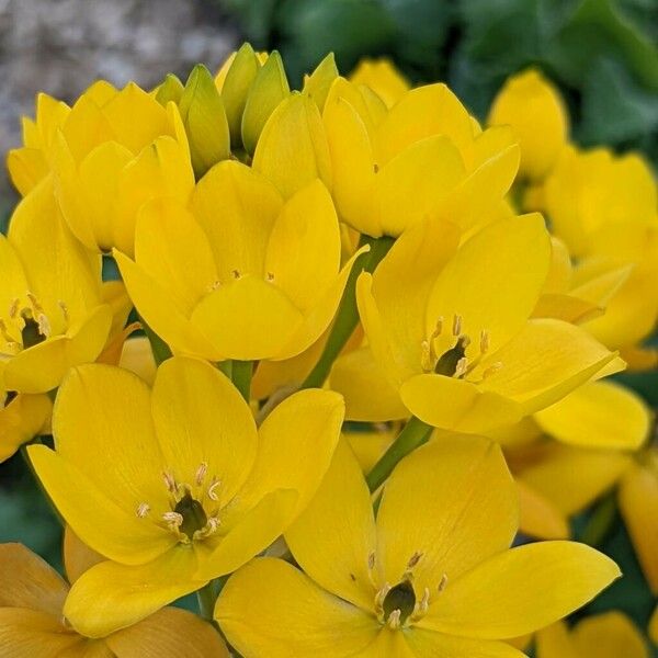 Ornithogalum dubium Flor